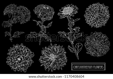 Decorative chrysanthemum flowers set, design elements. Can be used for cards, invitations, banners, posters, print design. Floral background in line art style