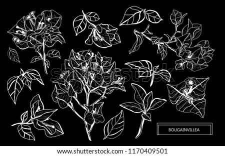 Decorative bougainvillea flowers set, design elements. Can be used for cards, invitations, banners, posters, print design. Floral background in line art style