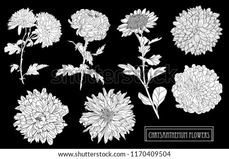 Decorative chrysanthemum flowers set, design elements. Can be used for cards, invitations, banners, posters, print design. Floral background in line art style