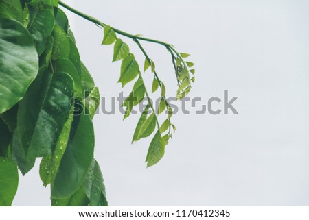 Close up green  foliage,bright color picture for wallpaper or background