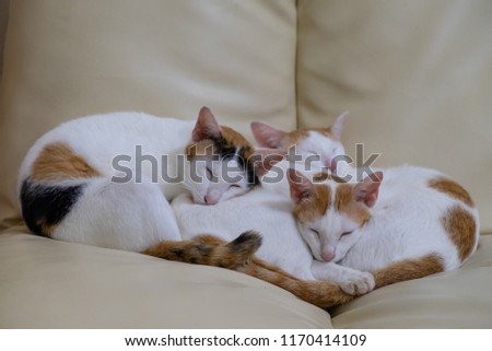 three cat sleeping