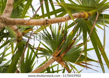 bottom view of palm leaves isolated on white background. Selective focus
