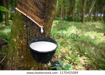 Close up Natural rubber latex trapped from rubber tree, Latex of rubber flows into a bowl Royalty-Free Stock Photo #1170425089
