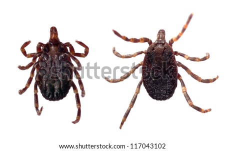 Ventral and dorsal view of a tick (Hyalomma sp.) isolated over a white background. Royalty-Free Stock Photo #117043102