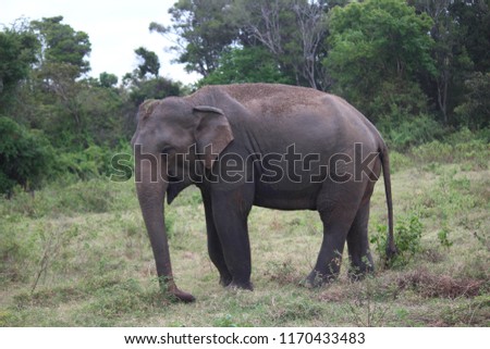 Asian Elephant - Siguria, Sri Lanka