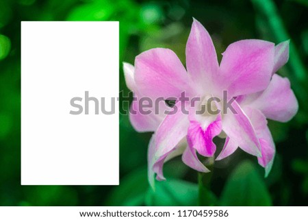 White and pink orchids have free space for letters, pictures or copies.