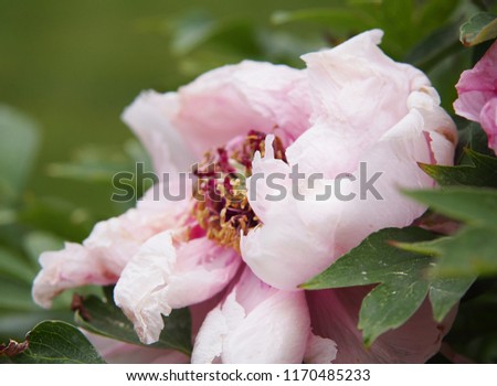Beautiful pink woody peony