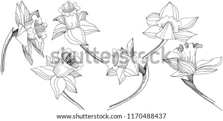 Vector narcissus wildflower. Floral botanical flower. Isolated illustration element. Vector wildflower for background, texture, wrapper pattern, frame or border.