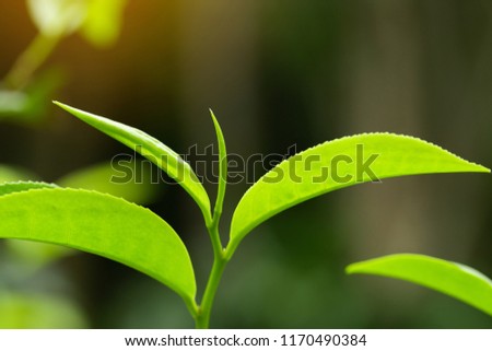 closeup fresh green tea leaves.