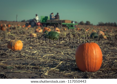 Pumpkins on a field under a great cloudscape. Toned picture with a shallow DOF.