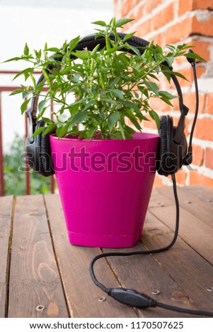 Hot pepper in the pots with the headphones on the table. Raised in home conditions
