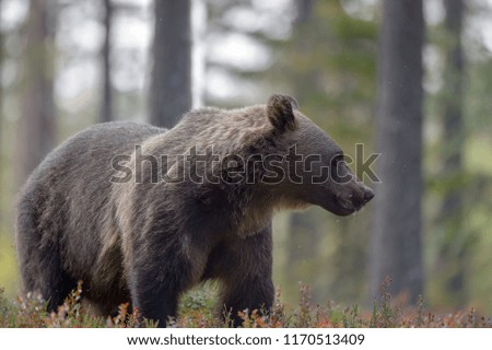 Bear in a taiga forest at last light of day