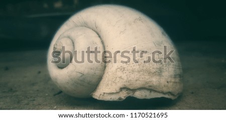 A big shell