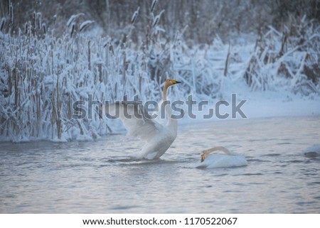 Beautiful white whooping swans swimming in the winter lake. The place of wintering of swans