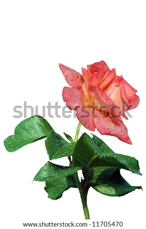 A isolated picture of a pink spotted rose and stem with leaves