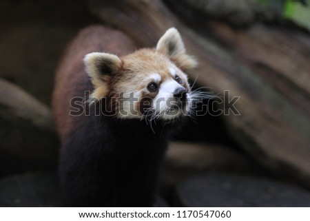 The red panda (Ailurus fulgens), also called the lesser panda, the red bear-cat, and the red cat-bear is a mammal native to the eastern Himalayas and southwestern China.