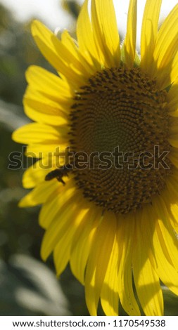Bee on a sunflower close up
