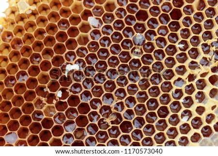 organic and fresh honeycomb