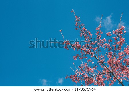 Pink blossoms on the branch with blue sky during spring blooming Branch with pink sakura blossoms and blue sky background.soft focus and retro color toned.