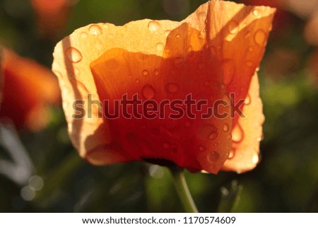 poppy in the garden