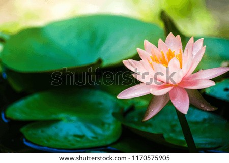 A beautiful lotus flower is complimented by the rich colors of the deep blue water surface.Nature Background.