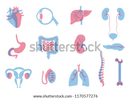 Vector isolated illustration of human organs for transplantation. Stomach, liver, bone, intestine, bladder, lung, testicle, uterus, spine, eye, pancreas icon. Internal donor organ. Medical poster  Royalty-Free Stock Photo #1170577276