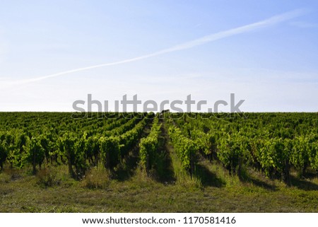Grapes -  vineyard and sky background