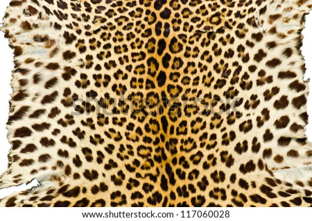 Closeup image of tiger skin for background user