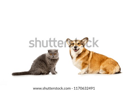 adorable grey british shorthair cat and welsh corgi pembroke sitting and looking at camera isolated on white background 