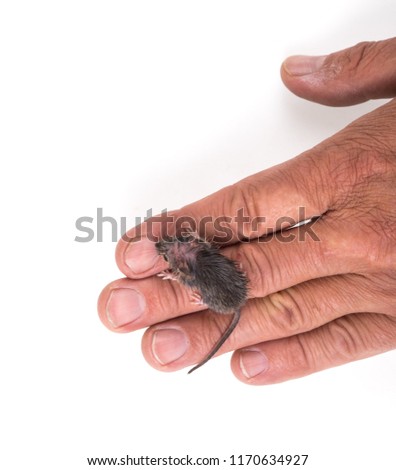 mouse rodent in hand