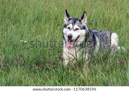 the dog is an Alaskan malamute, a portrait, lies on a high green grass, a dirty face, the nose is soiled in the ground, a dirty tongue is seen, a mouse is hunting in the field,