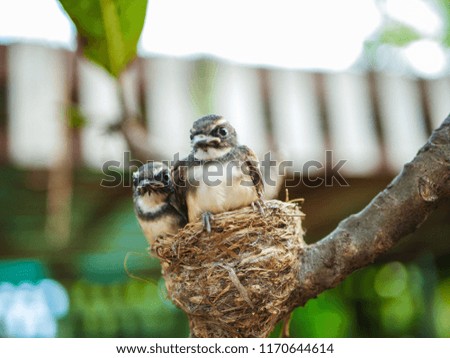 Two small birds in nest.Blur background.