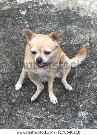 Chihuahua sitting on the ground