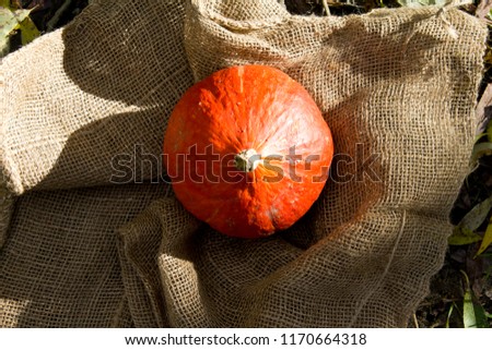 Cute orange pumpkin lying on the beige vintage sack on the ground covered with leaves. Top view photo. Harvesting vegetables. October holidays. Healthy ecological food. Background template, free space