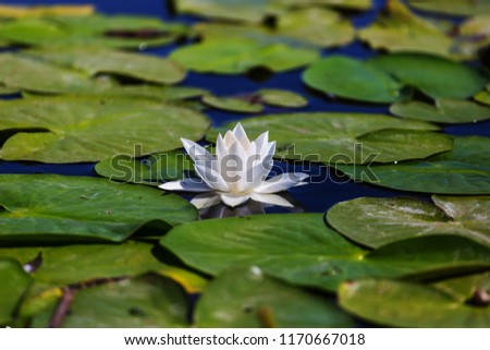 White lilly in green summer pond