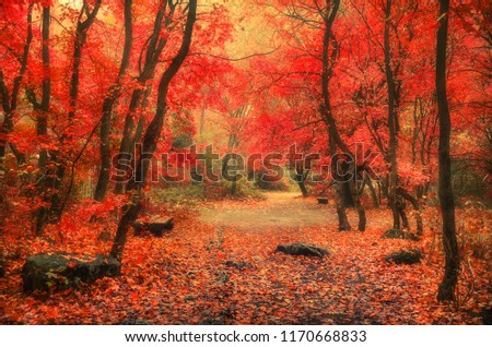 alley through the park in autumn season. colorful autumn landscape,  quiet place.