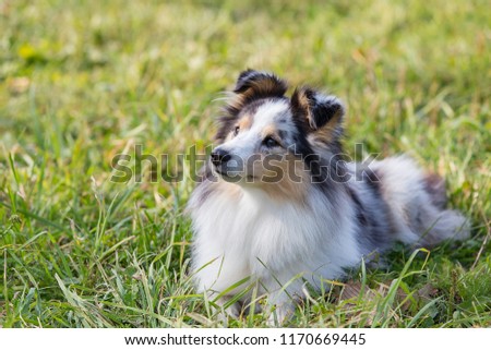 three-color small Scottish shepherd shelty on green grass on a Sunny day, Merle