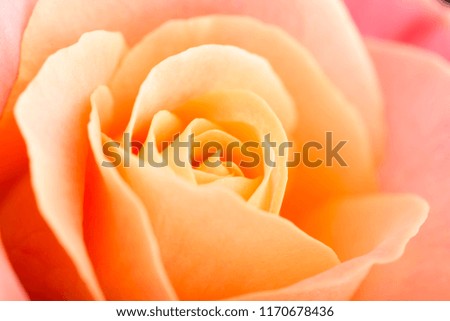 rose flower macro studio shot
