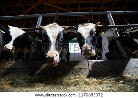 Low angle portrait of two cows looking at camera while eating hay in cowshed of dairy farm lit by sunlight