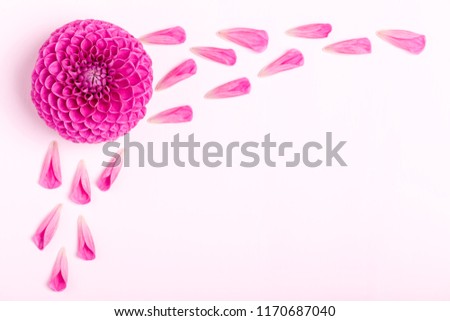 Dahlia ball-barbarry with petals - top view on pink bright summer flower on pastel background with copy space. Romantic template for wedding card or floral design.