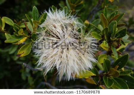 hairy alpine rose