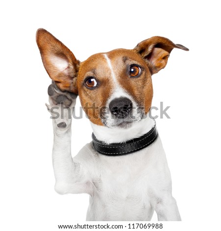 dog listening with big ear Royalty-Free Stock Photo #117069988