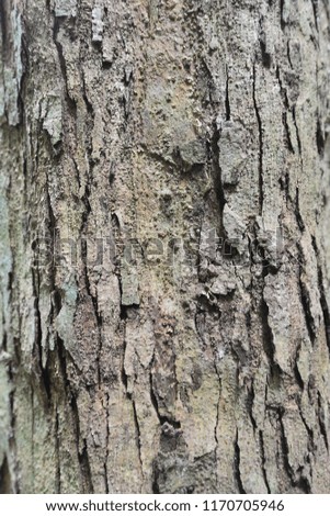 Blurry Textures and natural patterns Bark of the trunk