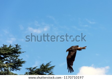 Flying red kite (Milvus milvus)