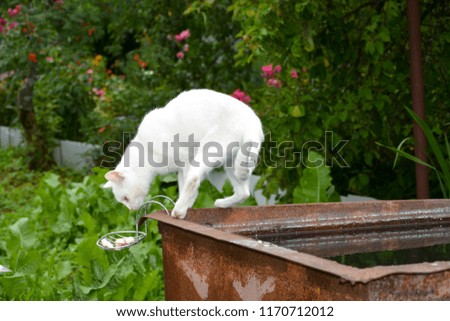 Cat on a metal barrel with water and smelling of soap. White cat.