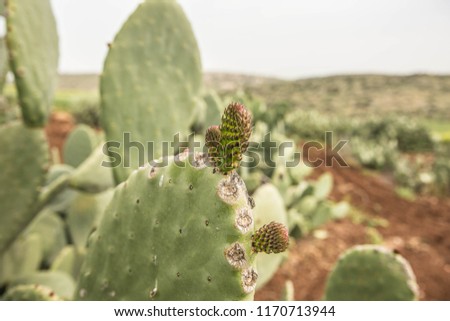 Garden of Cactus