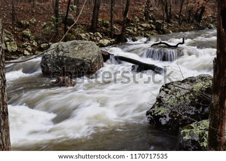 Stream in the Forest 
