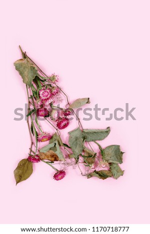 Autumn pink flowers on the pink background with dry branches, top view.