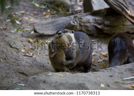 Oriental Small-clawed Otter with baby.
