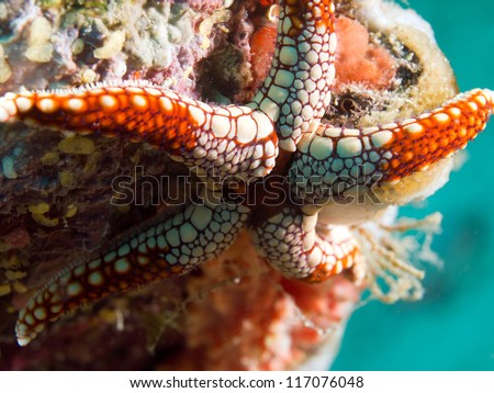 White and red starfish on coral reef underwater